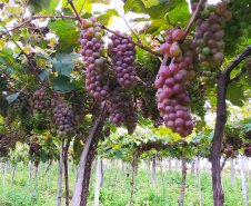 Produtores do Sudoeste debatem tecnologias para impulsionar a produção de uvas