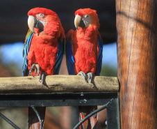 Criadouro Onça Pintada é reconhecido como Amigo da Fauna pelo Estado