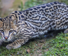 Criadouro Onça Pintada é reconhecido como Amigo da Fauna pelo Estado