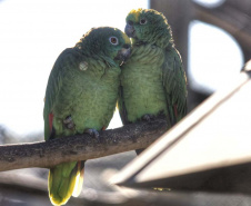 Criadouro Onça Pintada é reconhecido como Amigo da Fauna pelo Estado