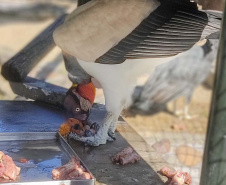 Criadouro Onça Pintada é reconhecido como Amigo da Fauna pelo Estado