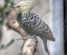 Criadouro Onça Pintada é reconhecido como Amigo da Fauna pelo Estado