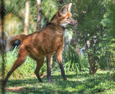 Criadouro Onça Pintada é reconhecido como Amigo da Fauna pelo Estado