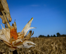 Adapar e Ministério da Agricultura monitoram praga que provoca perdas do milho no Paraná