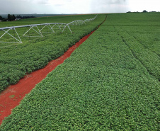 Geadas fracas não provocaram perdas expressivas na agricultura