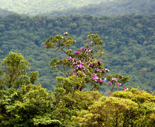 No Dia da Mata Atlântica, entidades alertam para união da saúde humana, animal, vegetal e ambiental