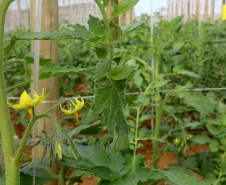 Geadas fracas não provocaram perdas expressivas na agricultura