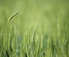 Geadas fracas não provocaram perdas expressivas na agricultura