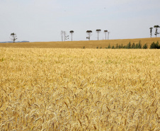 Geadas fracas não provocaram perdas expressivas na agricultura