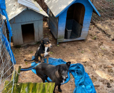  Mais de 150 animais são identificados com sinais de maus tratos em Pato Branco