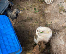  Mais de 150 animais são identificados com sinais de maus tratos em Pato Branco