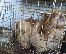  Mais de 150 animais são identificados com sinais de maus tratos em Pato Branco