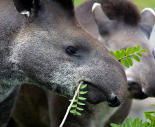 Paraná inicia atualização da Lista Estadual de Espécies de Fauna Silvestre Ameaçadas de Extinção 