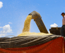 Paraná mantém estimativa de safra recorde, mesmo com pequeno ajuste em milho