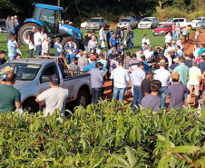 Dia de Campo do Projeto Mandioca Renda mostra resultados de cultivares