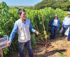 Dia de Campo do Projeto Mandioca Renda mostra resultados de cultivares