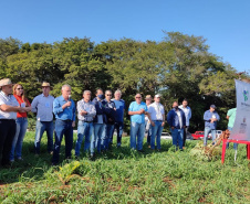 Dia de Campo do Projeto Mandioca Renda mostra resultados de cultivares