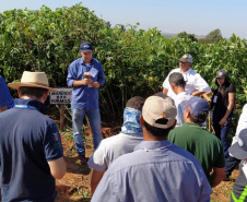 Dia de Campo do Projeto Mandioca Renda mostra resultados de cultivares