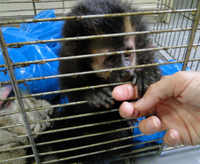 Semana do Meio Ambiente reúne estudantes em palestra sobre cuidado a animais silvestres