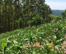 IDR-Paraná participa do maior evento agroecológico do país