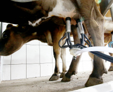 Custos de produção e clima elevam o preço do leite