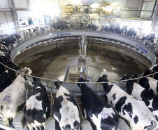 Custos de produção e clima elevam o preço do leite