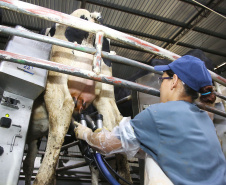 Custos de produção e clima elevam o preço do leite