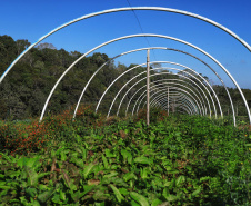 Projetos de transferência de renda para a agricultura familiar serão ampliados no Paraná