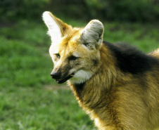 Paraná inicia atualização da Lista Estadual de Espécies de Fauna Silvestre Ameaçadas de Extinção 