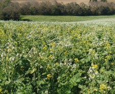 IDR-Paraná celebra 50 anos de pesquisa com lançamento de cultivares