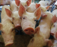Produção de carne suína cresce 9% no primeiro trimestre no Paraná, aponta IBGE
