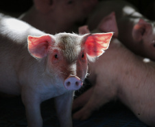 Produção de carne suína cresce 9% no primeiro trimestre no Paraná, aponta IBGE