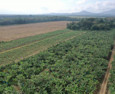 Adapar treina operadores de drones para defesa sanitária vegetal