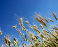  	Mesmo com redução na cotação na Bolsa de Chicago, trigo segue valorizado no Paraná