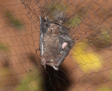 Proteção e importância dos morcegos é tema da I Expomorcego do Paraná