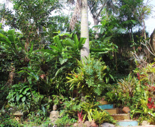 Plantas ornamentais: projeto investiga potencial da flora brasileira