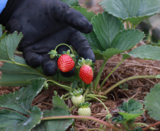 Tecpar abre vaga para bolsista de agronomia em programa de certificação de orgânicos