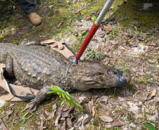 IAT padroniza ações para resgate da fauna silvestre nas cidades e suas proximidades