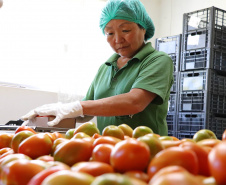 Tecpar abre vaga para bolsista de agronomia em programa de certificação de orgânicos