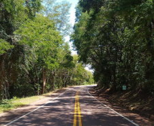 DER finaliza licitação para poda de árvores em 742 km de rodovias do Oeste e Sudoeste