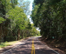 DER/PR está contratando serviço de poda de árvores em rodovias do Oeste e Sudoeste