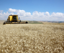 No Paraná colheita do trigo avança pouco com chuvas intermitentes em todo Estado