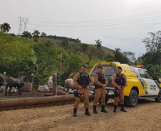 Em 90 dias, Operação Segurança Rural prende mais de 100 pessoas e apreende 32 armas em ambientes rurais