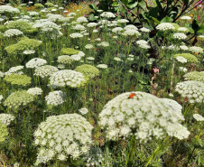 Rios de Cascavel recebem flores e árvores   