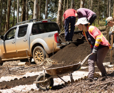 APP Paraná Mais Verde facilita pedido de mudas de árvores nativas para o IAT