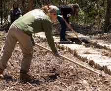 APP Paraná Mais Verde facilita pedido de mudas de árvores nativas para o IAT