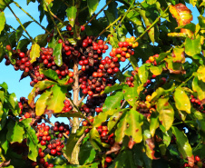  Café, tecnologias, sucessão e mulheres no agro são as novas categorias do Prêmio Orgulho da Terra