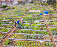 Hortas urbanas sob linhas de energia produzem toneladas de alimentos orgânicos no PR