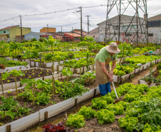 Hortas urbanas sob linhas de energia produzem toneladas de alimentos orgânicos no PR