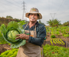 Hortas urbanas sob linhas de energia produzem toneladas de alimentos orgânicos no PR